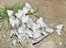 Attēlu rezultāti vaicājumam “Aporia crataegi male”