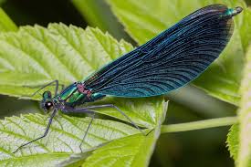 Attēlu rezultāti vaicājumam “Calopteryx virgo”