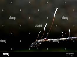 Attēlu rezultāti vaicājumam “Typhula erythropus”