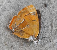 Attēlu rezultāti vaicājumam “Thecla betulae female”