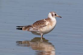 Image result for Chroicocephalus ridibundus