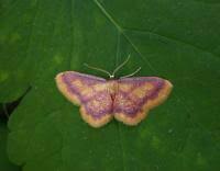 Attēlu rezultāti vaicājumam “Idaea muricata”