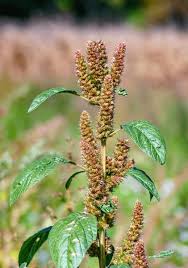 Attēlu rezultāti vaicājumam “Amaranthus retroflexus leaf”