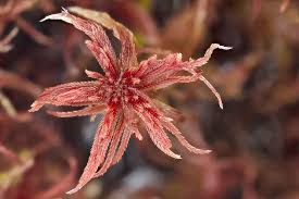 Attēlu rezultāti vaicājumam “Sphagnum warnstorfii”