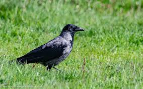 Attēlu rezultāti vaicājumam “Corvus cornix adult”