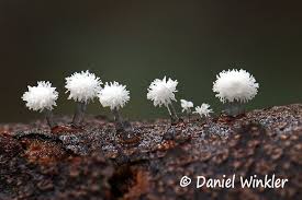 Attēlu rezultāti vaicājumam “Ceratiomyxa morchella macro”