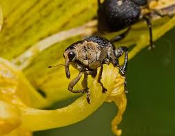 Attēlu rezultāti vaicājumam “Mononychus punctumalbum”
