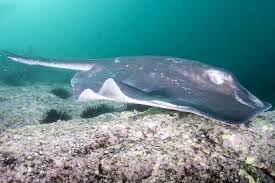 Image result for Bathytoshia brevicaudata