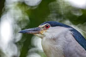 Attēlu rezultāti vaicājumam “Nycticorax nycticorax adult”