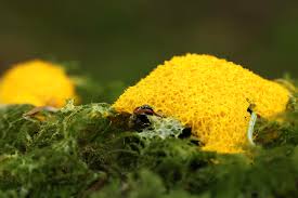 Attēlu rezultāti vaicājumam “Fuligo septica var. rosea young”