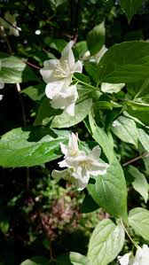 Attēlu rezultāti vaicājumam “Philadelphus lemoinei flower”