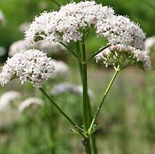Image result for Valeriana officinalis