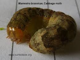 Attēlu rezultāti vaicājumam “Mamestra brassicae pupa”