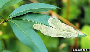 Attēlu rezultāti vaicājumam “Gracillaria syringella”