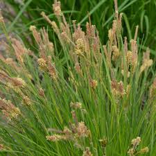 Attēlu rezultāti vaicājumam “Carex dioica”