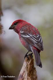 Attēlu rezultāti vaicājumam “Pinicola enucleator adult”