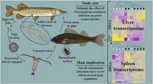 Image result for Perca fluviatilis