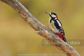 Attēlu rezultāti vaicājumam “Dendrocopos major male”