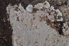 Attēlu rezultāti vaicājumam “Phlebia rufa”