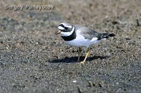 Attēlu rezultāti vaicājumam “Charadrius hiaticula adult”