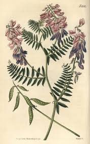 Attēlu rezultāti vaicājumam “Vicia tenuifolia flower”