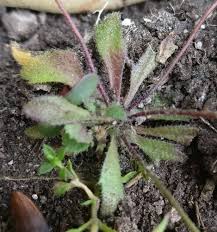 Attēlu rezultāti vaicājumam “Erophila verna fruit”