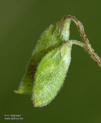 Attēlu rezultāti vaicājumam “Vicia hirsuta bud”
