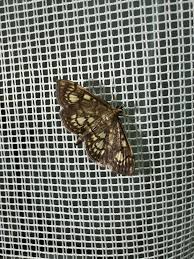 Attēlu rezultāti vaicājumam “Anania stachydalis”