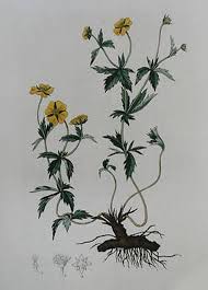 Image result for Potentilla tormentilla