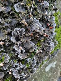 Attēlu rezultāti vaicājumam “Peltigera praetextata”