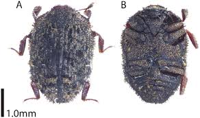 Attēlu rezultāti vaicājumam “Byrrhidae”