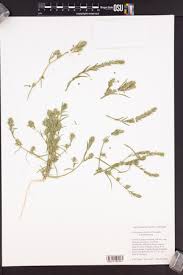 Attēlu rezultāti vaicājumam “Corispermum hyssopifolium fruit”