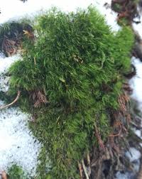 Attēlu rezultāti vaicājumam “Dicranodontium denudatum”