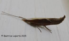 Attēlu rezultāti vaicājumam “Ypsolophidae”