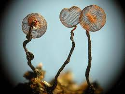 Attēlu rezultāti vaicājumam “Cribraria cancellata”