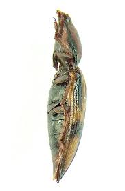 Attēlu rezultāti vaicājumam “Selatosomus cruciatus”