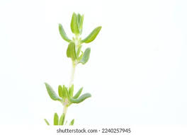 Attēlu rezultāti vaicājumam “Thymus vulgaris leaf”