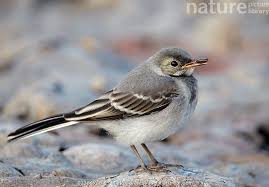 Image result for Motacilla alba