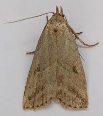 Attēlu rezultāti vaicājumam “Hypenodes humidalis”