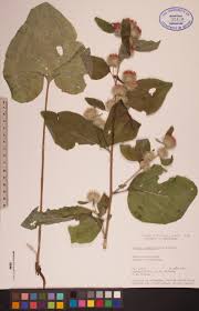 Attēlu rezultāti vaicājumam “Arctium nemorosum”