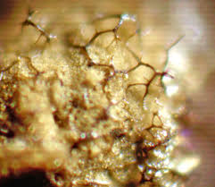 Attēlu rezultāti vaicājumam “Cribraria vulgaris spores”