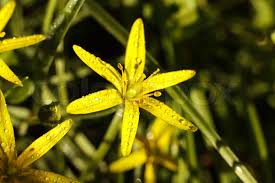 Attēlu rezultāti vaicājumam “Gagea lutea bud”