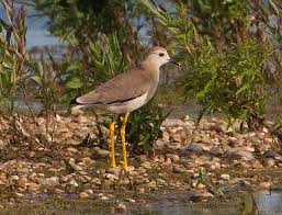 Image result for Vanellus leucurus