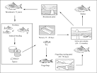 FAO Fisheries &amp; Aquaculture Catla catla