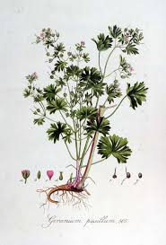 Attēlu rezultāti vaicājumam “Geranium pusillum”