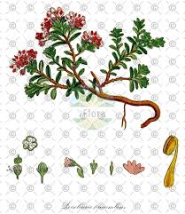 Attēlu rezultāti vaicājumam “Moneses uniflora fruit”