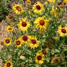 Image result for Gaillardia amblyodon