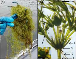 Attēlu rezultāti vaicājumam “Chara rudis”