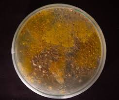 Attēlu rezultāti vaicājumam “Physarum conglomeratum sessile”