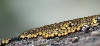 Attēlu rezultāti vaicājumam “Trichia ambigua spores”